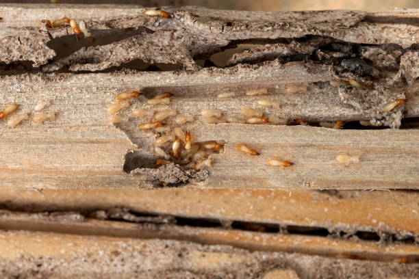 Trusted Helmetta, NJ Pest Control Experts